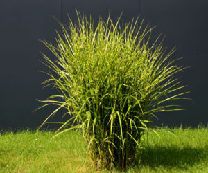 Miskant chiński ‘Zebrinus’