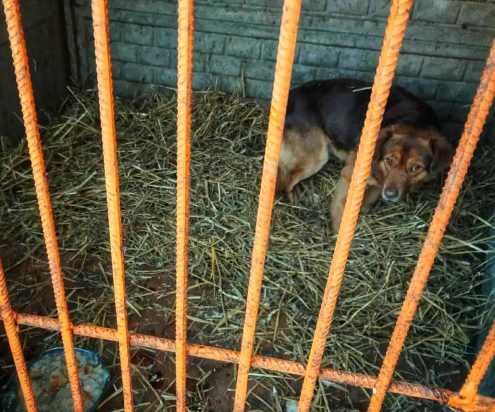 „Ma Pan ludzi za idiotów?” – Burza w sieci po kontroli w schronisku Baros i wpisie Prezydenta Boguckiego