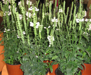 Odętka wirginijska 'Crystal Peak White'