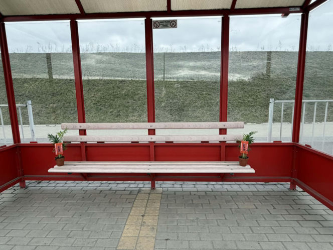 Darmowe palmy na ulicach Suwałk! Niezwykła akcja Radia ESKA