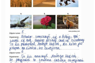 Egzamin ósmoklasisty język polski. Oto odpowiedzi i cały arkusz cke do ściągnięcia pdf, jpg, online [E8 2026]