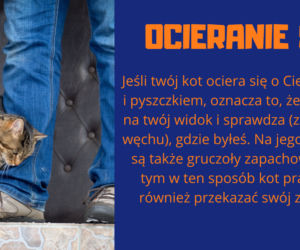 Słownik mowy kociej. Czyli co powienien wiedzieć każdy właścicel kota!