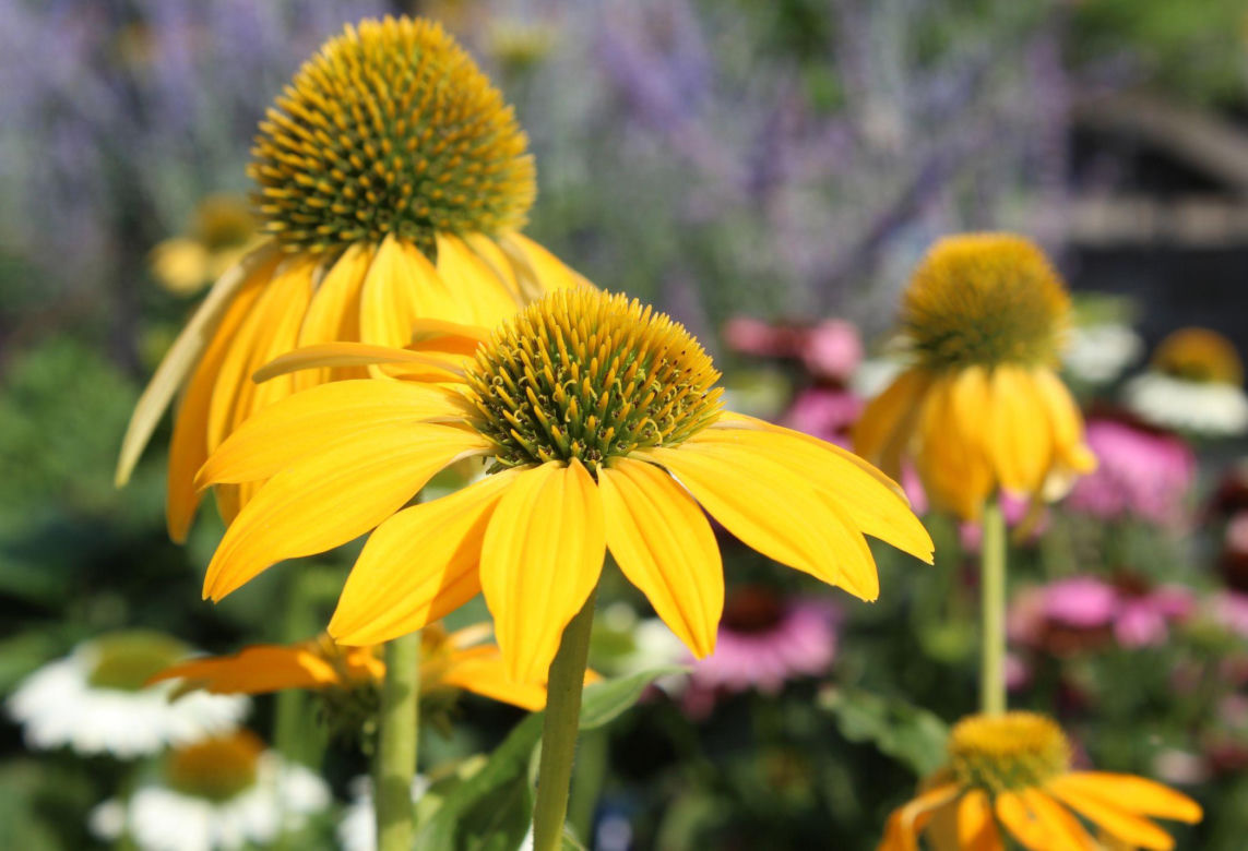 Jeżówka purpurowa 'Sombrero Yellow'