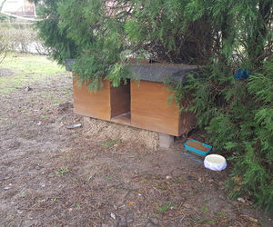 Kociarnia w Lesznie szykuje się do zimy. Potrzebny opał i karma