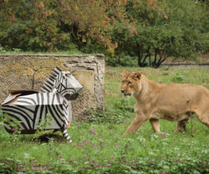 Rozrywka dla lwów z łódzkiego zoo