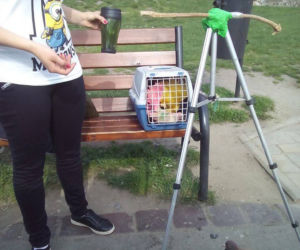 Kraków: Ukrainka zafarbowała gołębie i zarabiała na zdjęciach przy Smoczej Jamie [ZDJĘCIA]