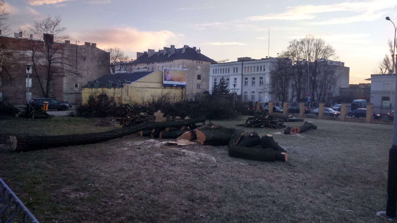 7 Wycinka drzew na Sterlinga w Łodzi