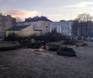 7 Wycinka drzew na Sterlinga w Łodzi