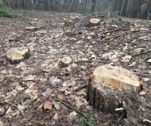 Przebudowa pętli Las Gdański ruszy w 2026 roku. Wycięto ponad 330 drzew!