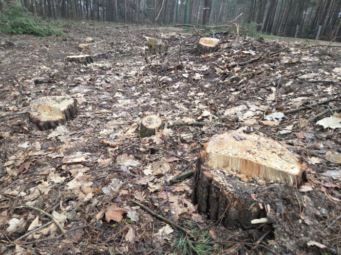 Przebudowa pętli Las Gdański ruszy w 2026 roku. Wycięto ponad 330 drzew!