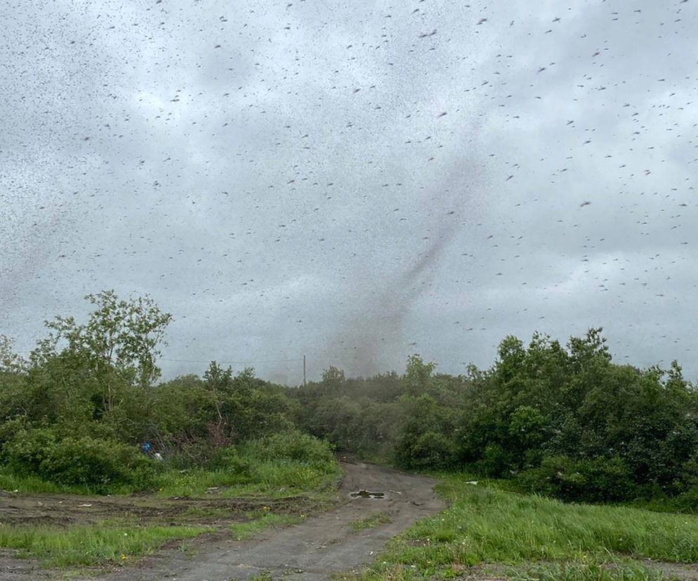 Szok! Tornado z komarów. Inwazja jakiej jeszcze nie było