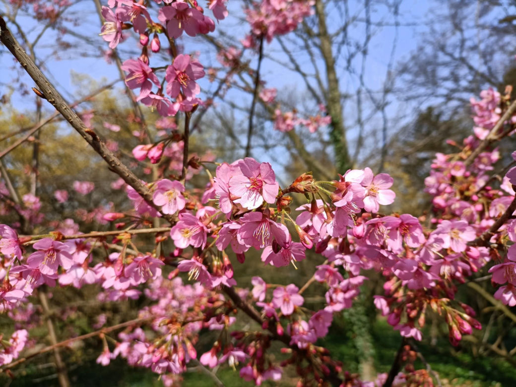 Arboretum Kórnickie - raj dla miłośników pięknych roślin