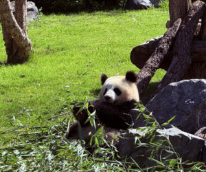 Pandy ZOO Berlin