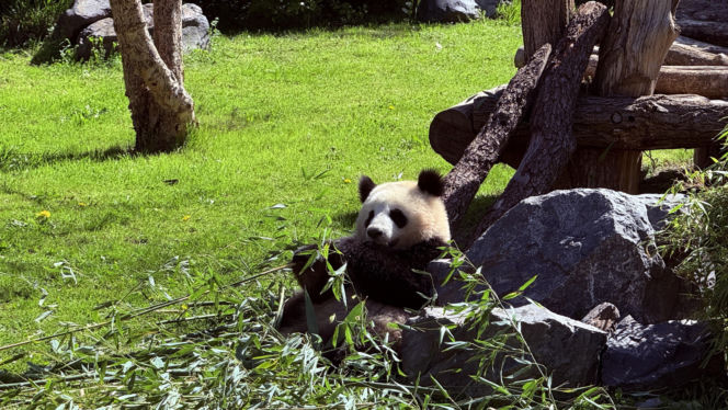 Pandy ZOO Berlin