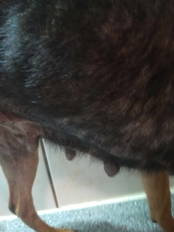 Inspektorzy OTOZ Animals w Bielsku-Białej odebrali osiem skrajnie zaniedbanych psów