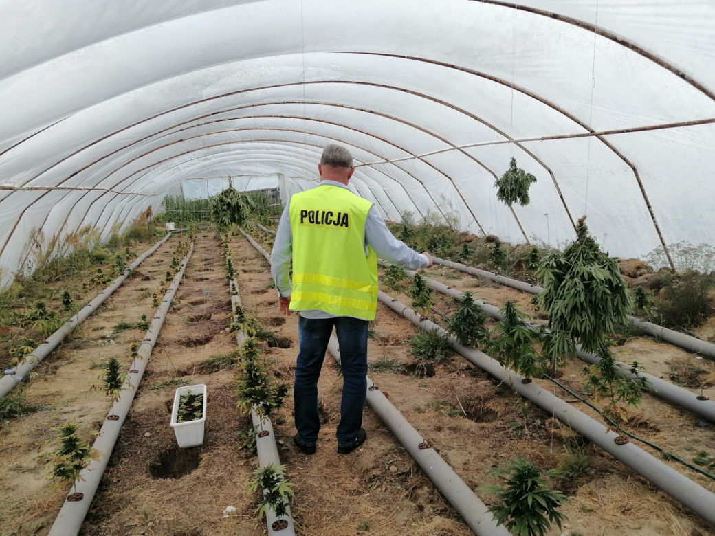 Łódzkie: Miały rosnąć pomidory, rosła MARIHUANA! 63-latek miał FABRYKĘ narkotyków 