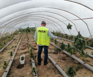 Łódzkie: Miały rosnąć pomidory, rosła MARIHUANA! 63-latek miał FABRYKĘ narkotyków 