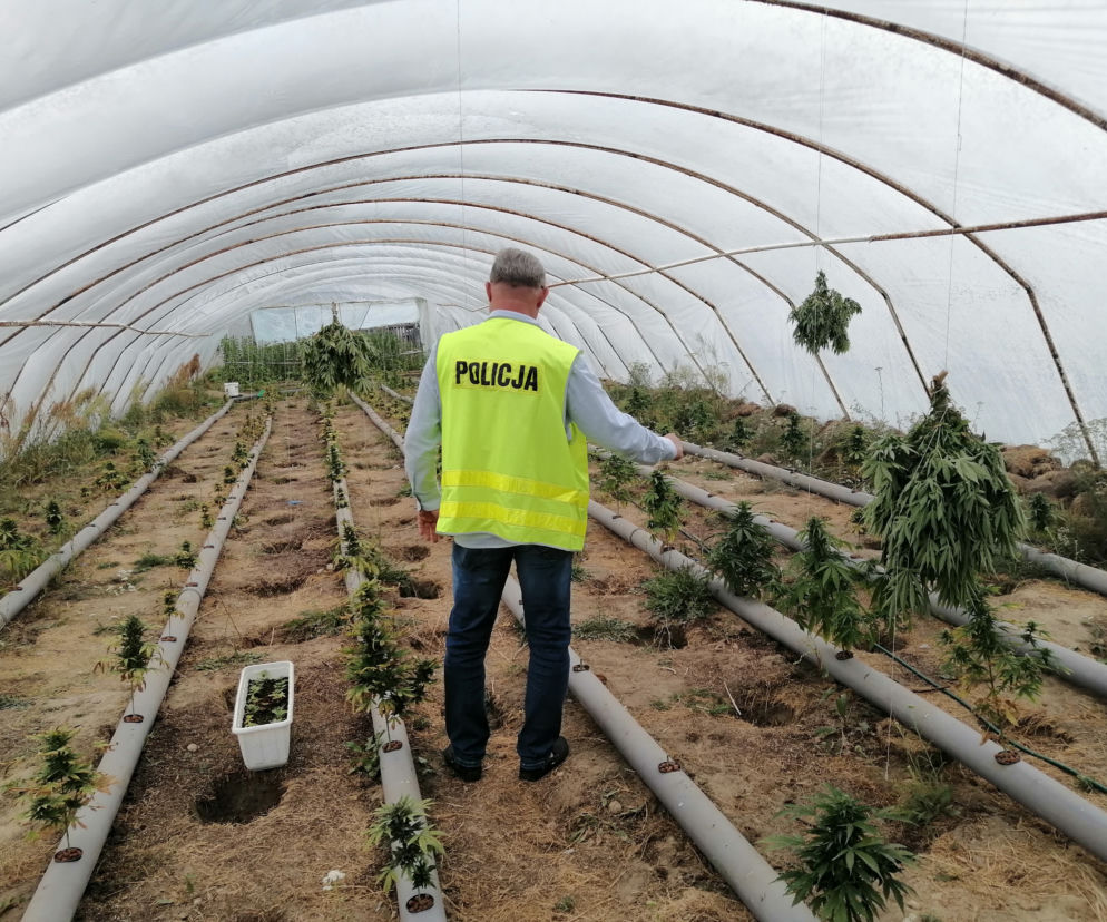Łódzkie: Miały rosnąć pomidory, rosła MARIHUANA! 63-latek miał FABRYKĘ narkotyków 