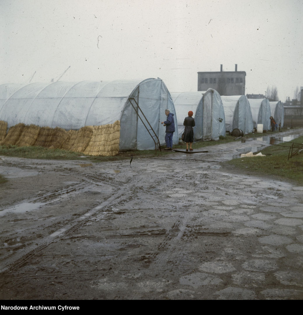 Henryk Majlert gospodarujący na pozostałościach rodzinnego folwarku Marcelin, 1980 r.