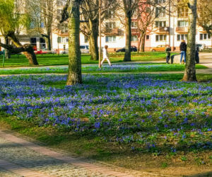 Cebulice kwitną w Szczecinie