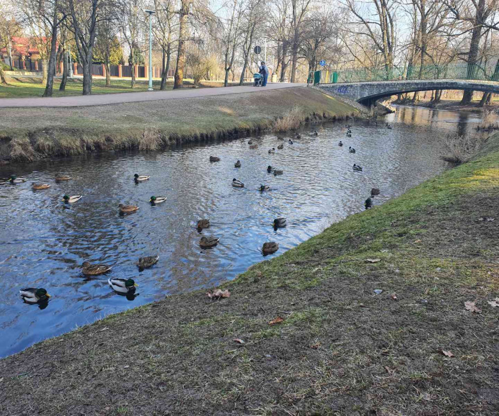 Kaczkomaty pojawią się nad Czarną Hańczą w Suwałkach