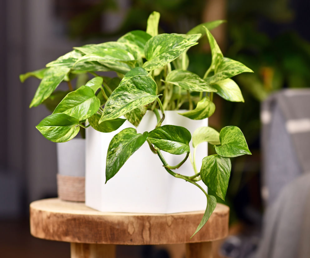 Epipremnum złociste (Epipremnum aureum)  