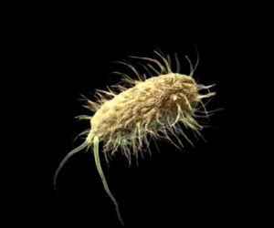 Bakteria E. coli