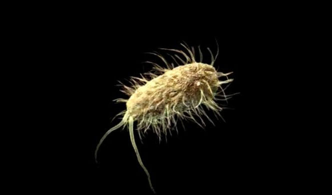 Bakteria E. coli