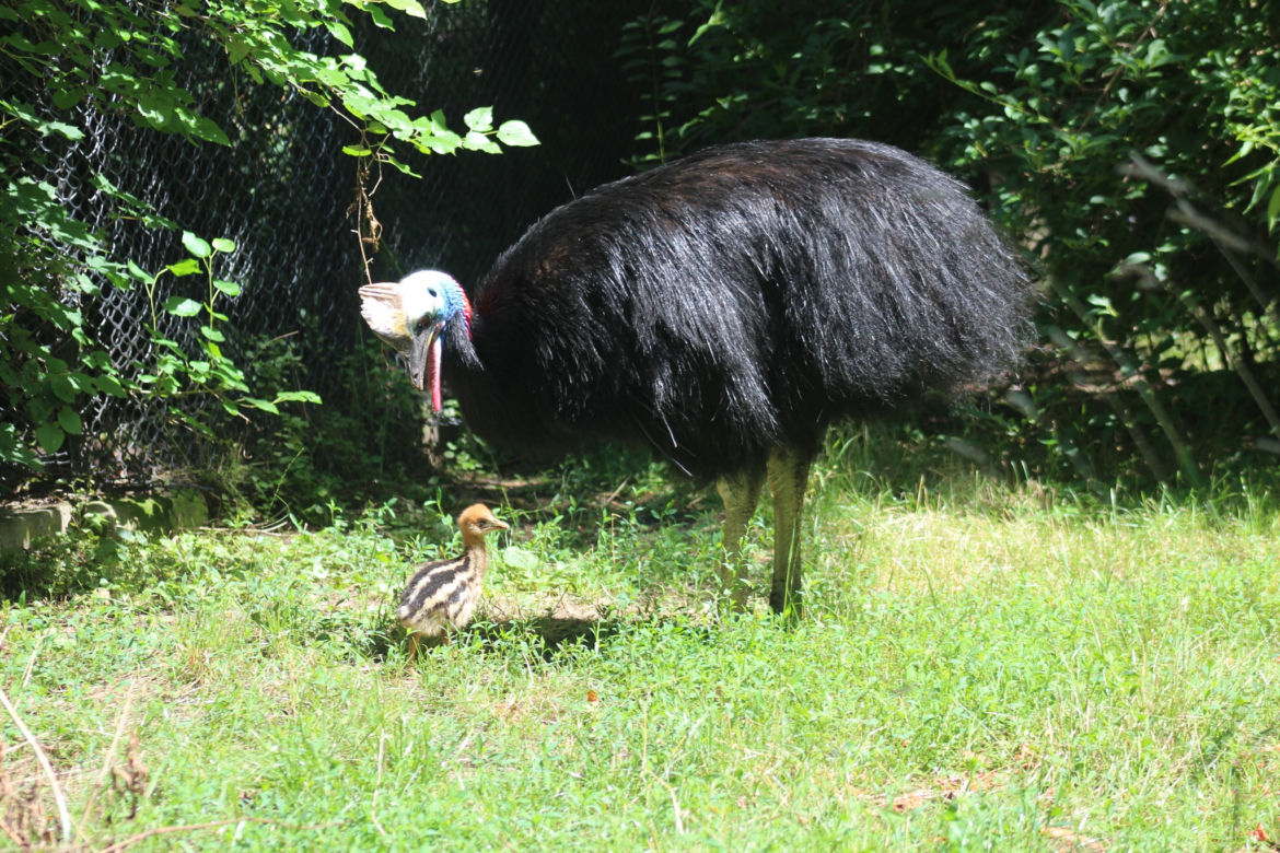 Wspaniałe wieści ze stołecznego ZOO. "Maluch krok w krok podąża za swoim tatą"