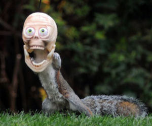 Halloween wiewiórek! O co chodzi?