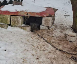 Psy na łańcuchach bez wody i jedzenia. Małżeństwo odpowie za znęcanie się nad 16 psami