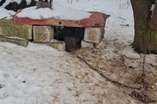 Psy na łańcuchach bez wody i jedzenia. Małżeństwo odpowie za znęcanie się nad 16 psami