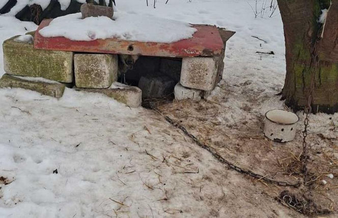 Psy na łańcuchach bez wody i jedzenia. Małżeństwo odpowie za znęcanie się nad 16 psami