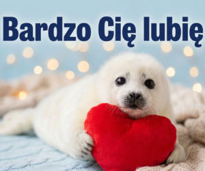 Śmieszne gify z kotami na Walentynki - absolutny hit internetu