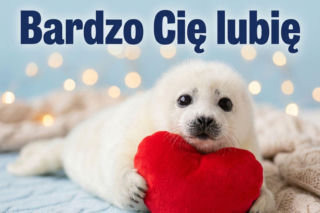 Śmieszne gify z kotami na Walentynki - absolutny hit internetu