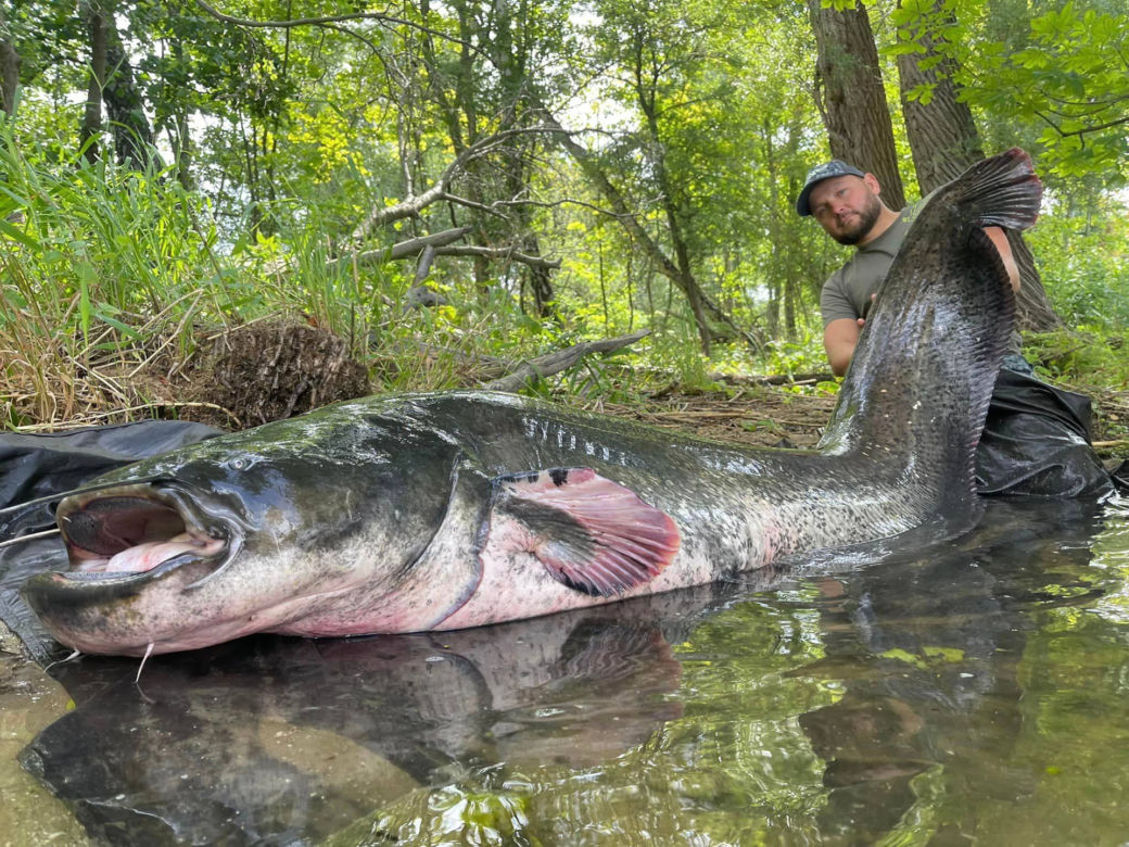 Michał i Grzesiek złapali 100-kilogramowego suma