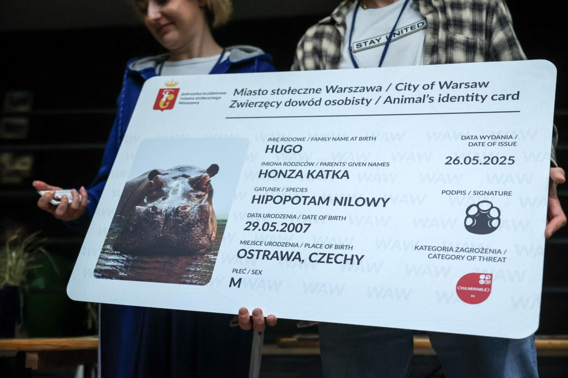 Hugo z ZOO baluje! Hipopotam z Warszawy ma 18 lat i dowód osobisty