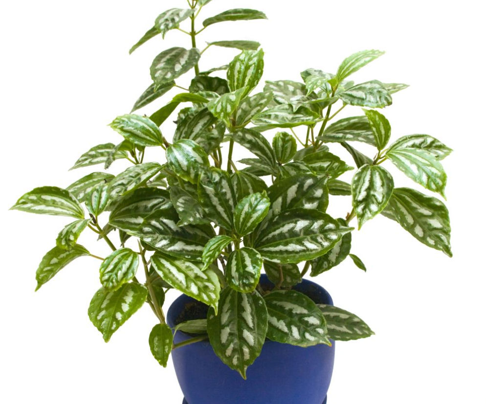 Pilea cadierei