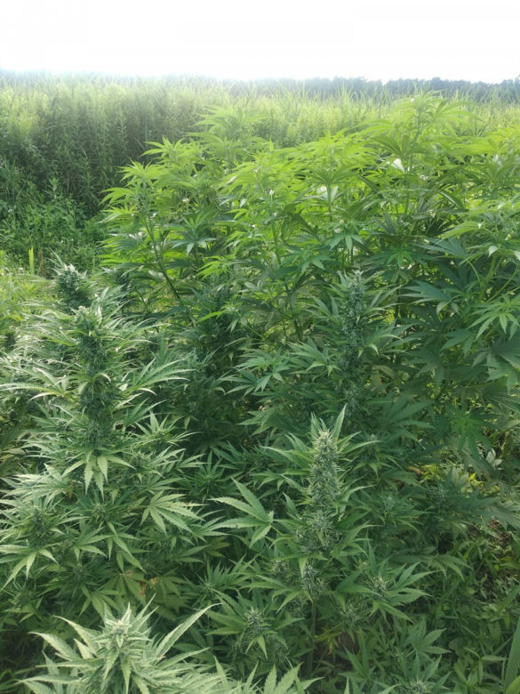 Wielkie plantacje konopi indyjskich pod Tarnobrzegiem. Uprawiali je dwaj mieszkańcy Stalowej Woli