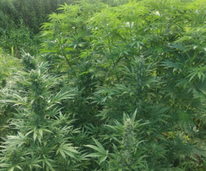 Wielkie plantacje konopi indyjskich pod Tarnobrzegiem. Uprawiali je dwaj mieszkańcy Stalowej Woli