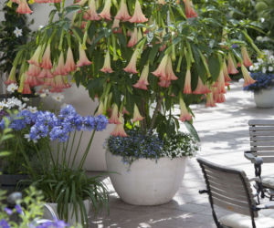 Datura