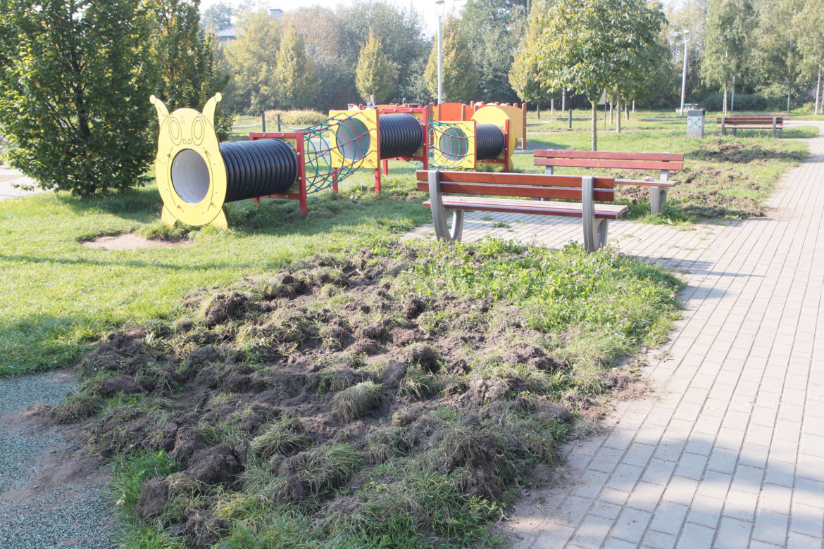 Dzikie harce dzików na Białołęce. Zwierzęta zdemolowały park!