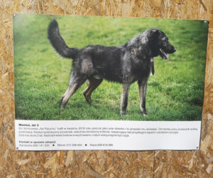 Zwierzaki z portretów czekają na adopcję