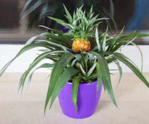 Ananas
