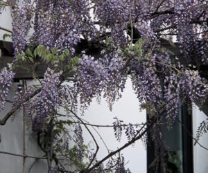 Glicynia chińska 'Prolific'