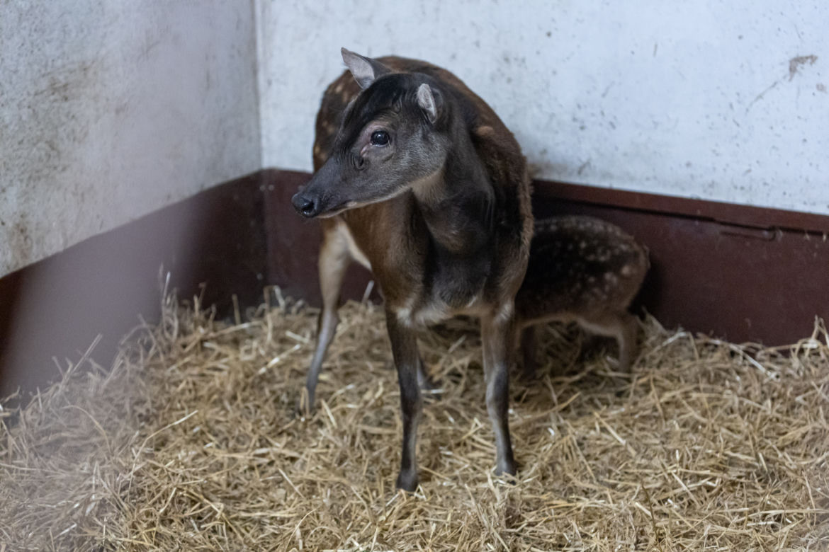 Zoologiczna sensacja w ZOO w Poznaniu 