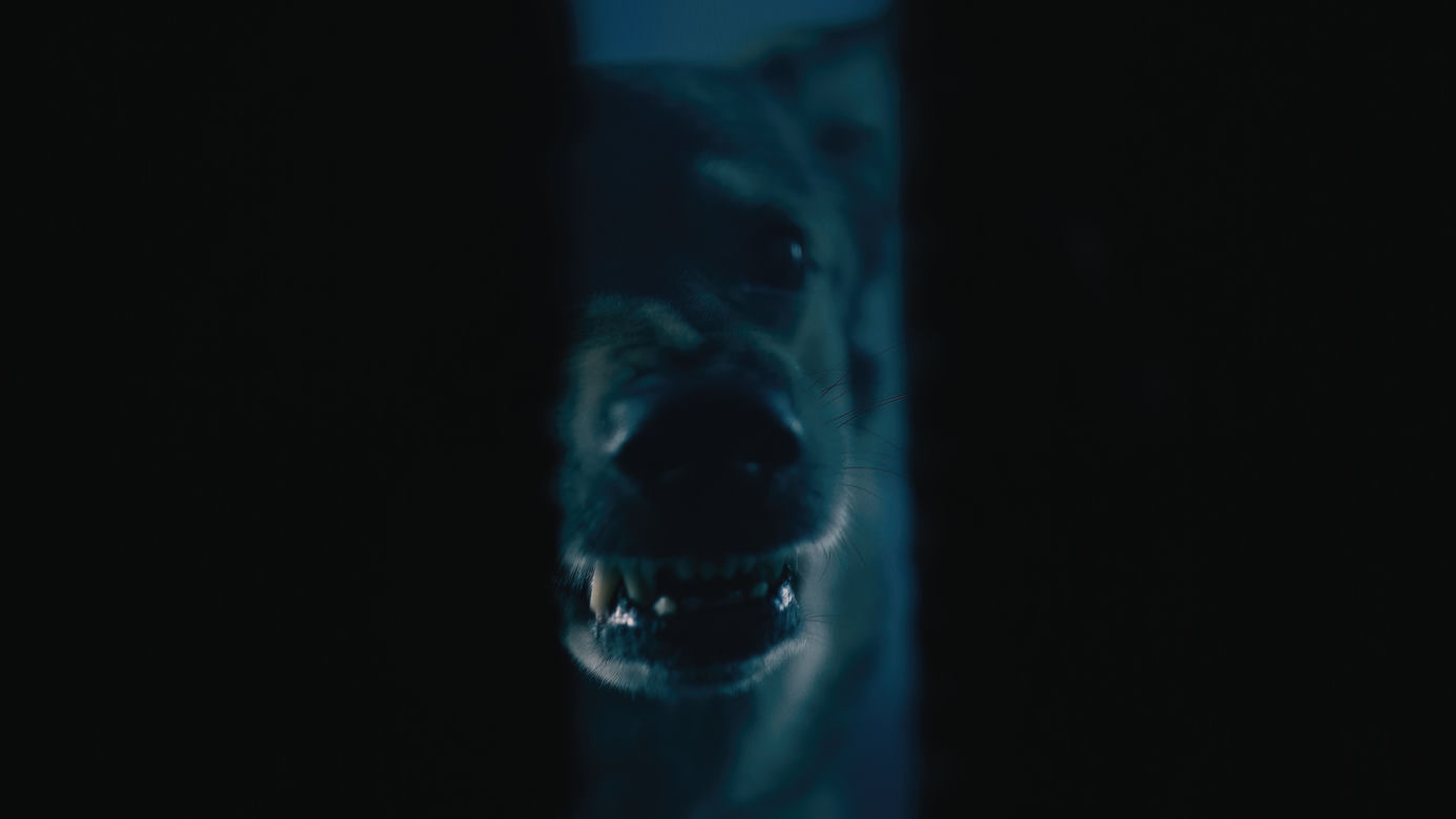 Tak powstawał film "Rój" 