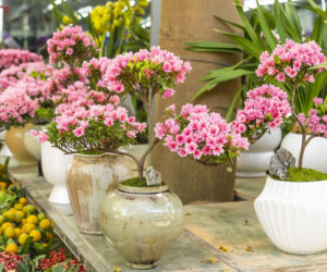 Azalia - drzewko bonsai