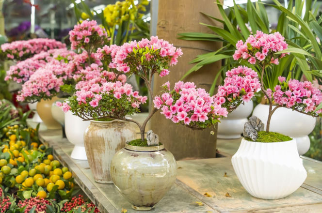 Azalia - drzewko bonsai