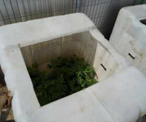 Nietypowe odkrycie policjantów z Bydgoszczy. Znaleźli plantację marihuany ukrytą za szafami! [ZDJĘCIA]